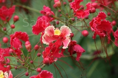 Caesalpinia pulcherrima